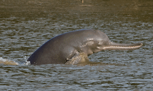 Uttar Pradesh: Fisherman held for killing endangered Gangetic dolphin