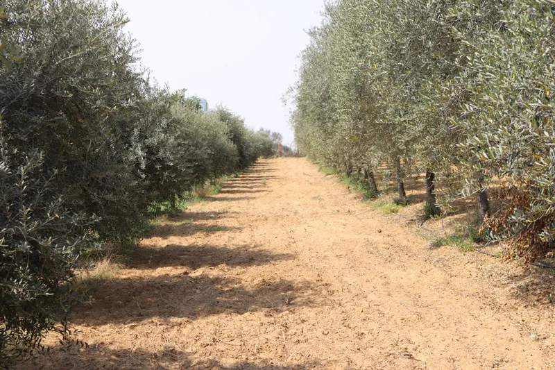 Olive tree spacing at Manjoo Farms