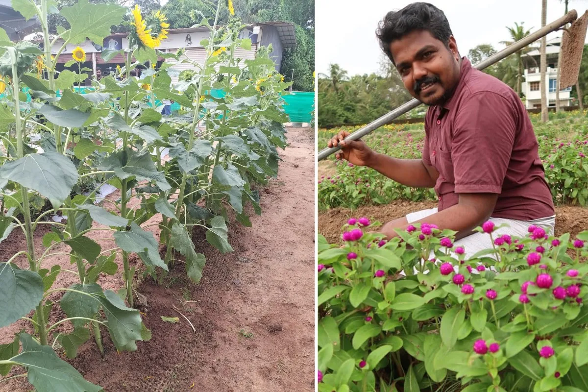 sunflower precision farming