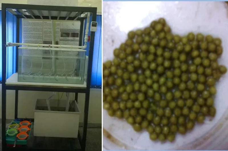larvae incubator