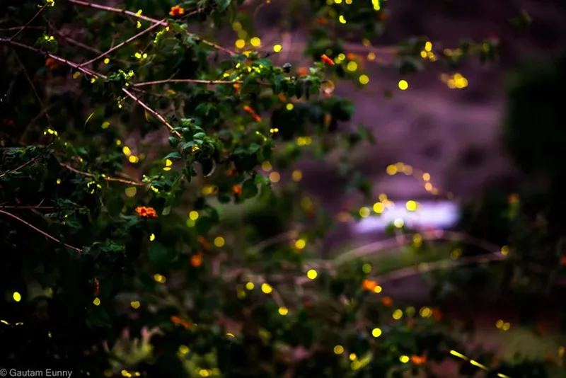 fireflies