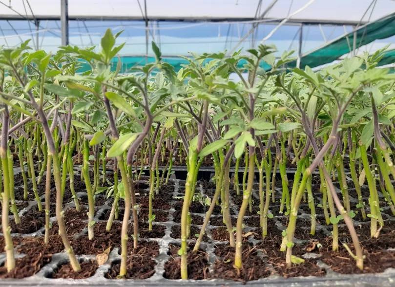 grafted vegetable