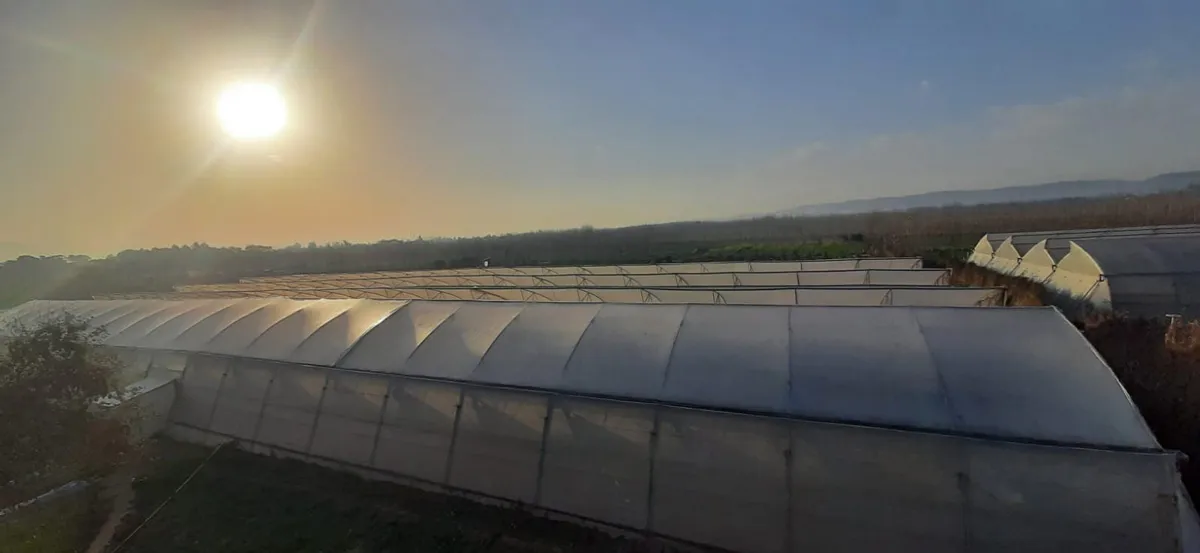greenhouse