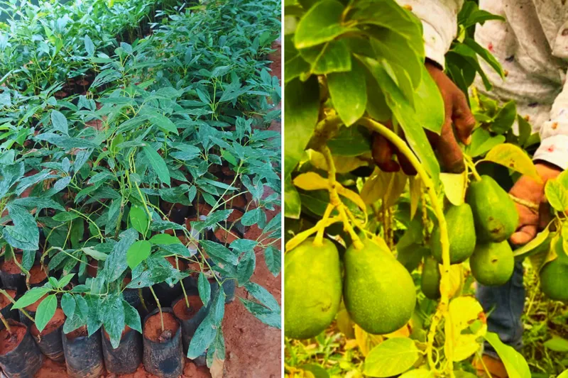 saplings