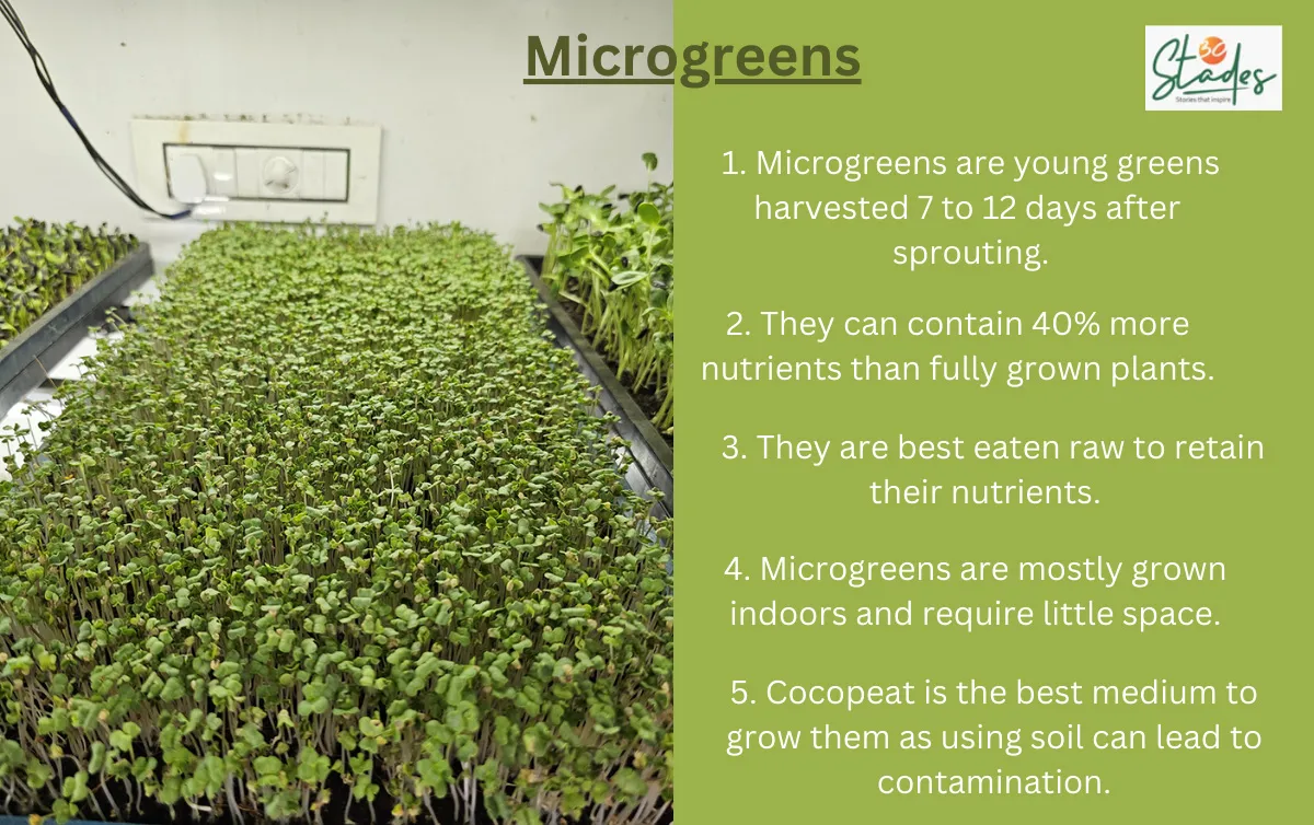 microgreens infographics