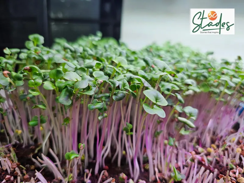microgreens