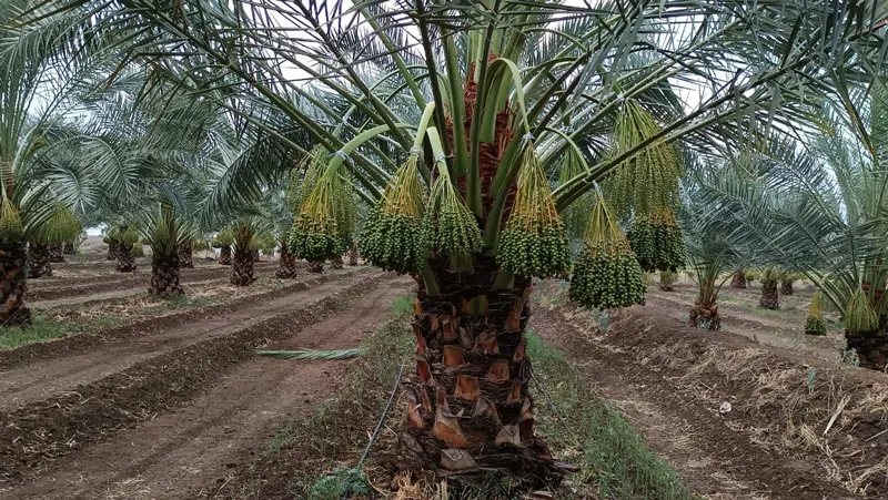 plant to plant gap