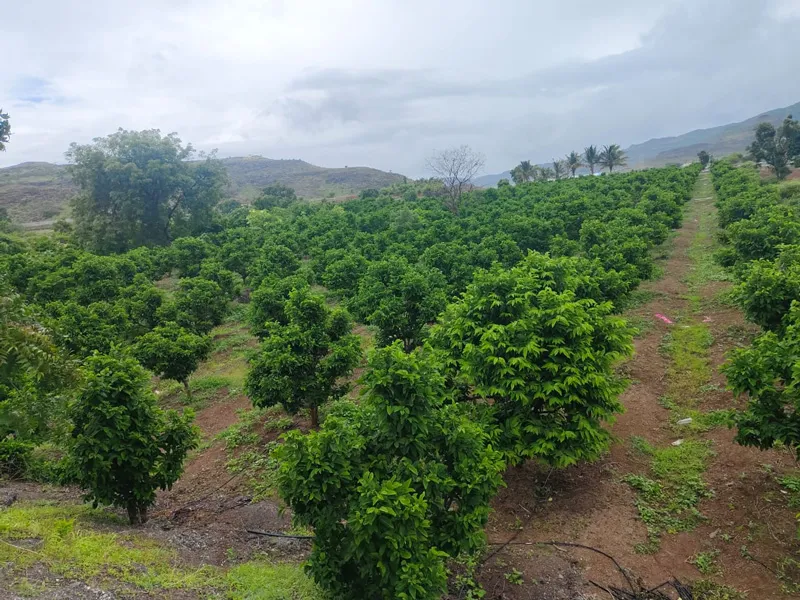 custard apple orchard