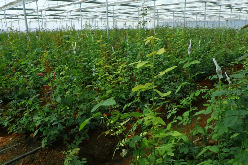 in situ cultivation