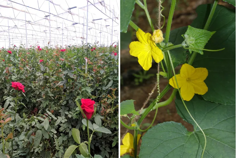 dutch rose and cucumber