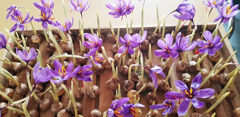 saffron flowers