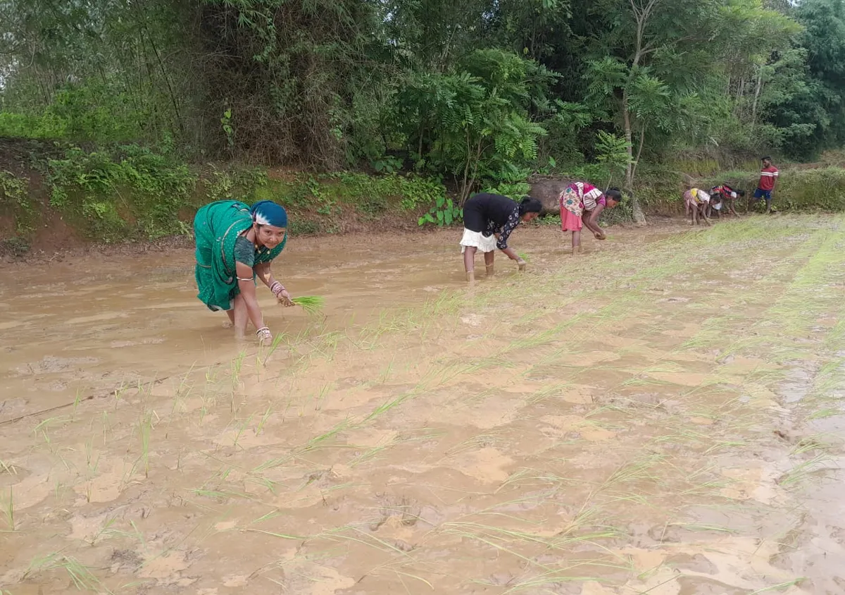 Women transplanting paddy