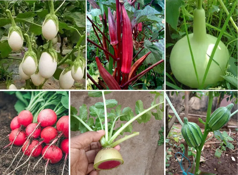some varieties of organic vegetables