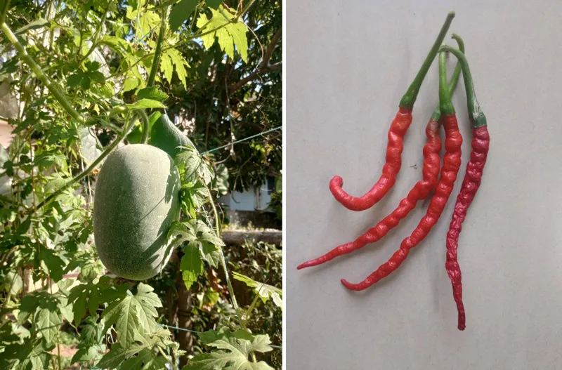 Medicinal gourd (left) and China thunder pepper (right)