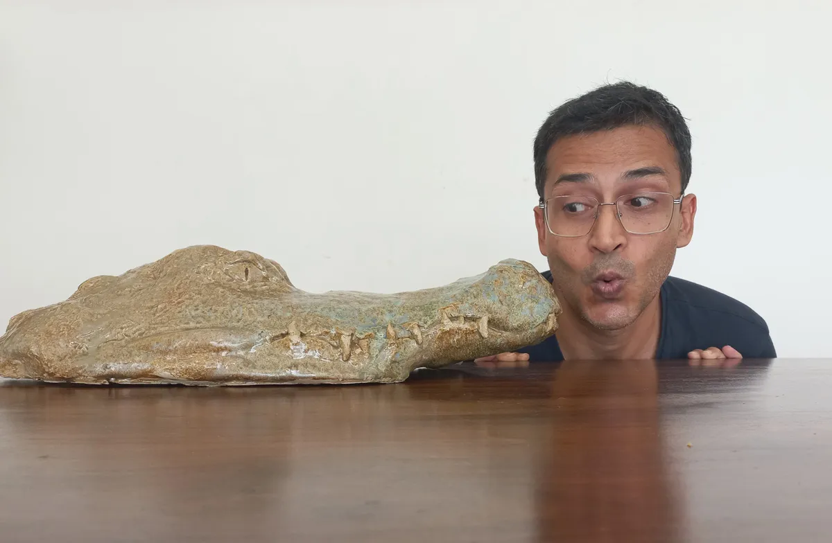 alligator