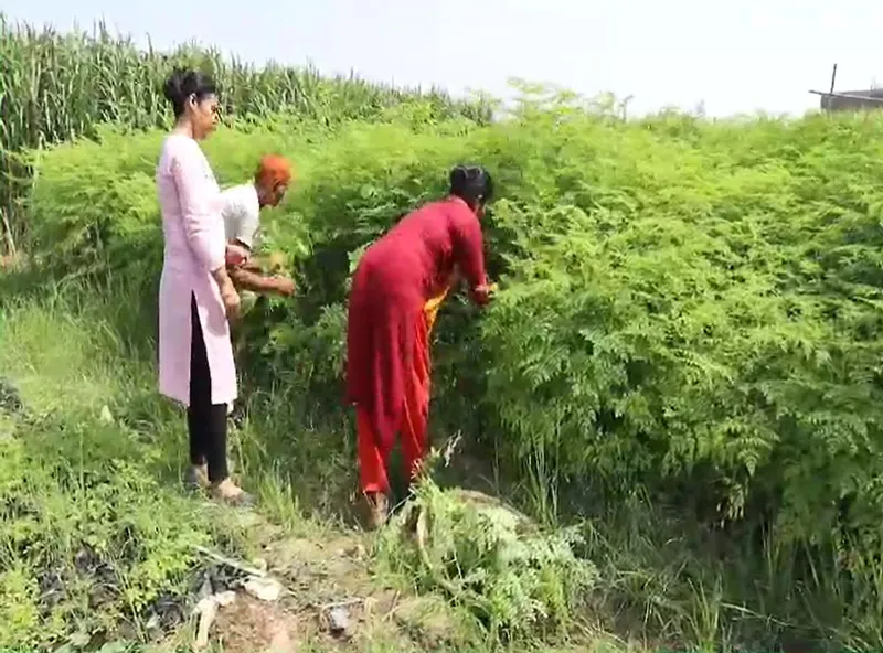 harvesting leaves
