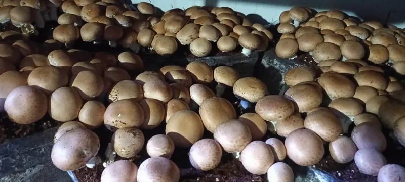 Portobello mushroom
