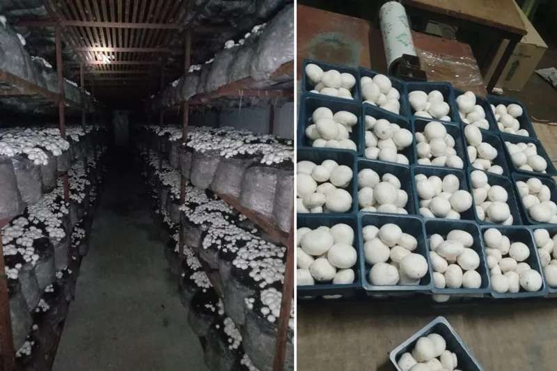 bags of mushroom