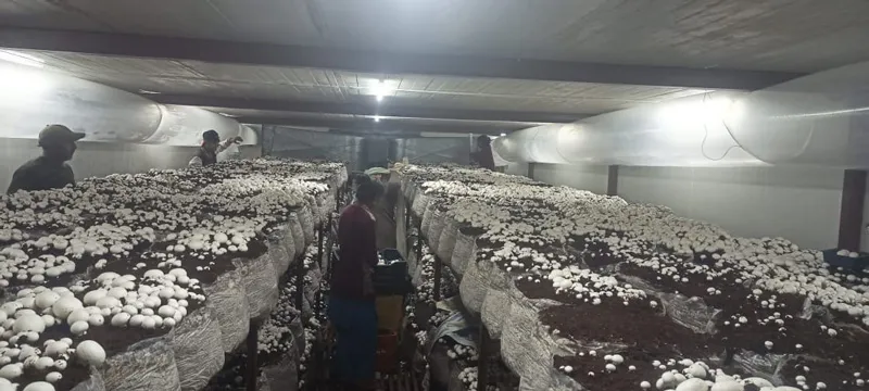 dr dahiya mushroom farm