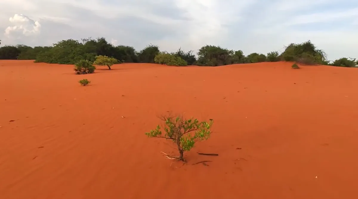 plant in theri