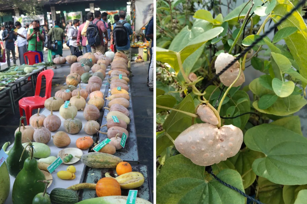 gourds and air potato