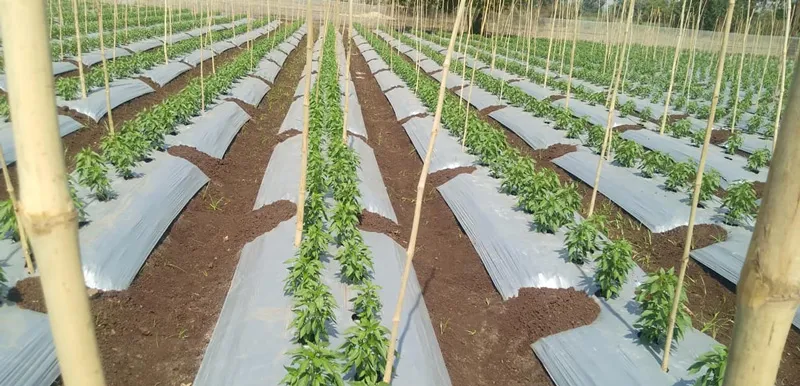 21-day old plants at the polyhouse