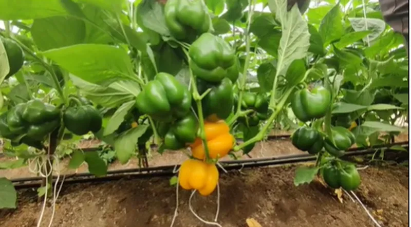 drip irrigation