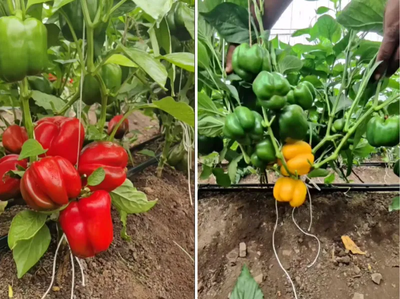 Coloured capsicum at Pravin Borgave's polyhouse