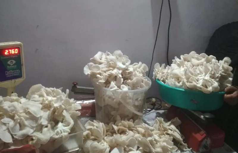 bumper production