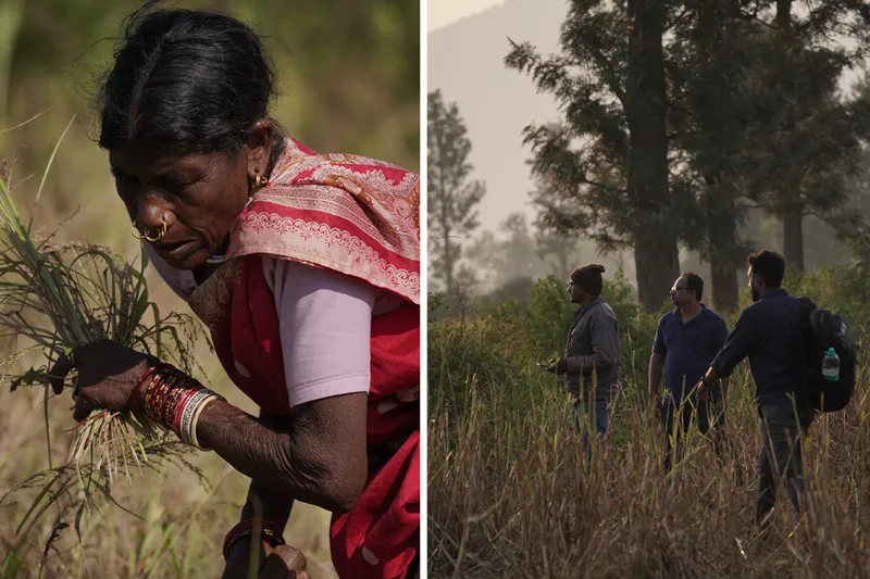 tribal millet farmer