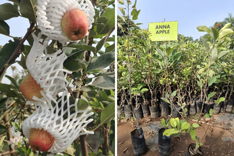 anna apple variety