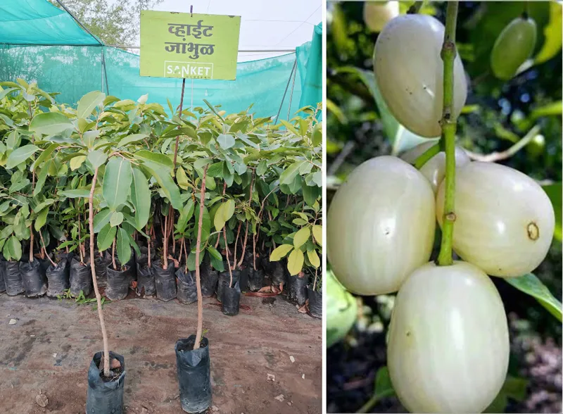 white jamun