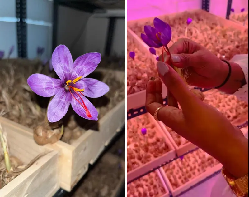 saffron aeroponics 