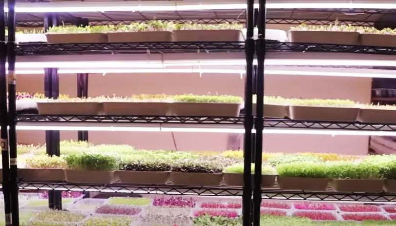 microgreens unit