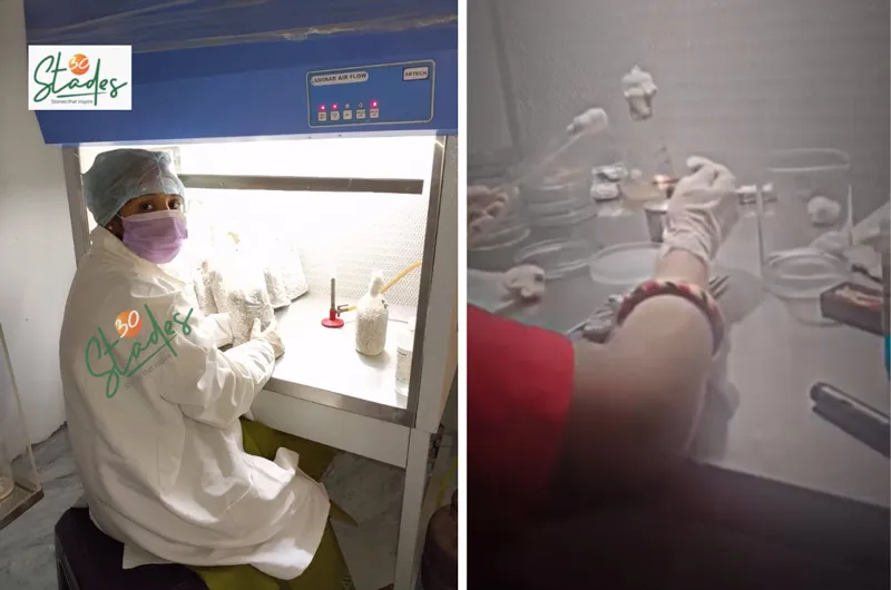 lab