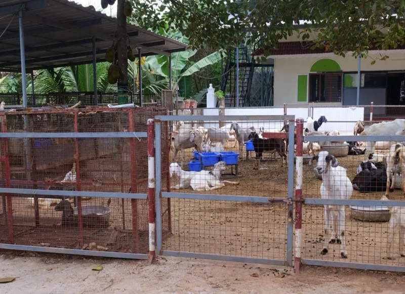 goat rearing