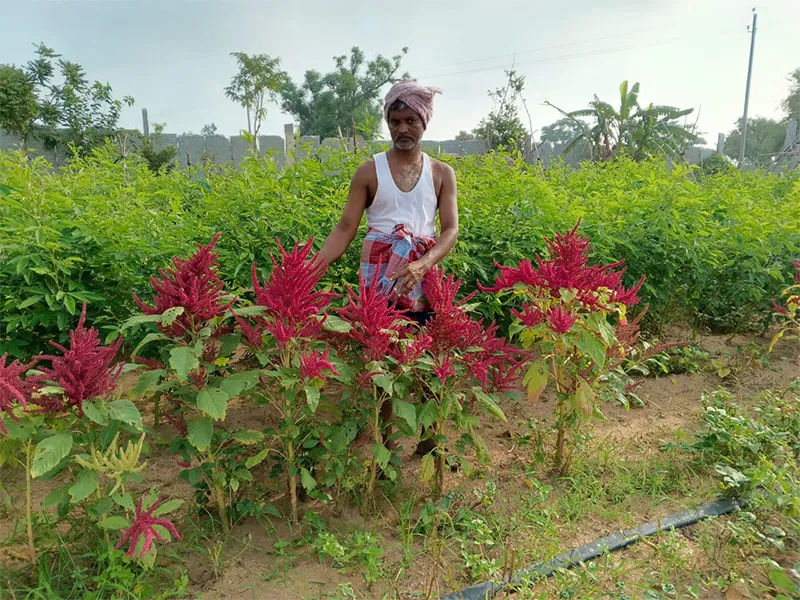 prabhakara