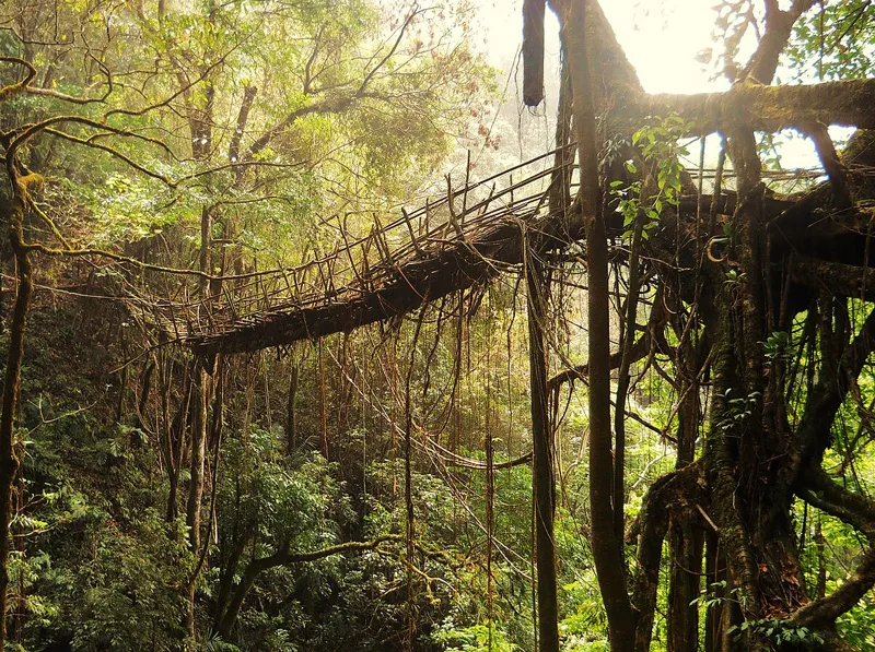 living root longest bridge cherrapunji