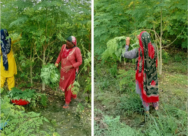 harvesting moringa