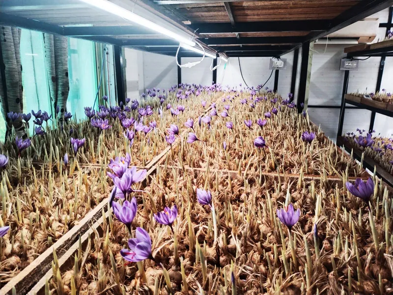 saffron indoor unit