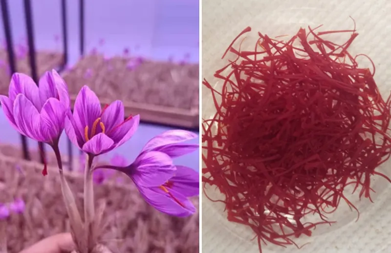 saffron flowers and spice