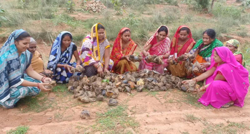 women preparing seedlings