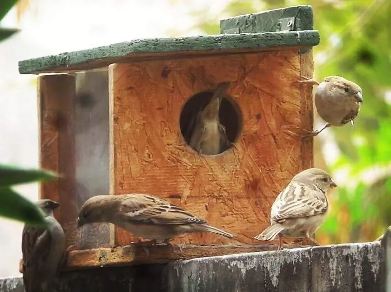 bird nest