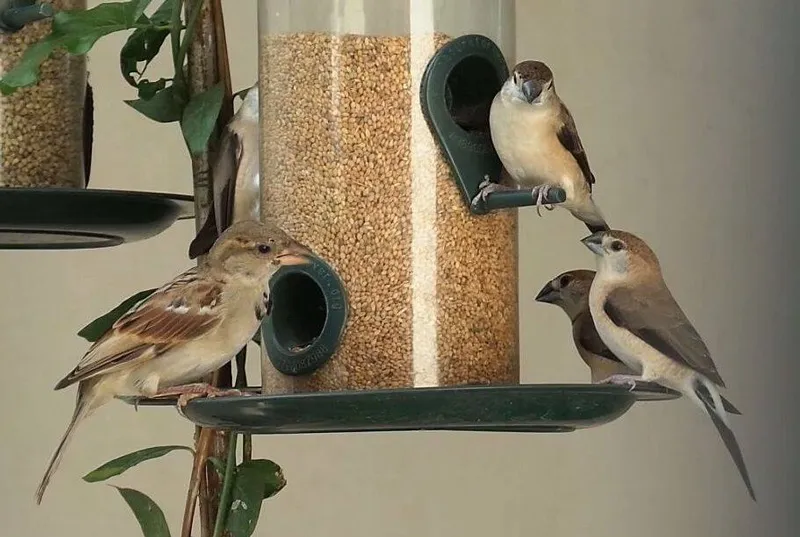BIRD FEEDER
