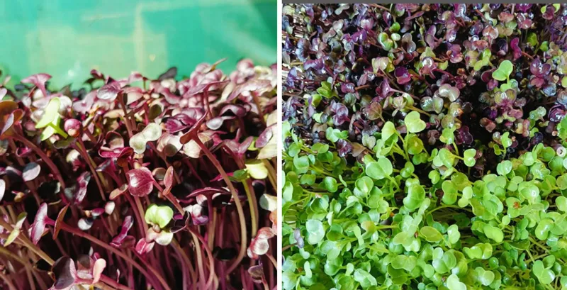 from sakhi microgreens