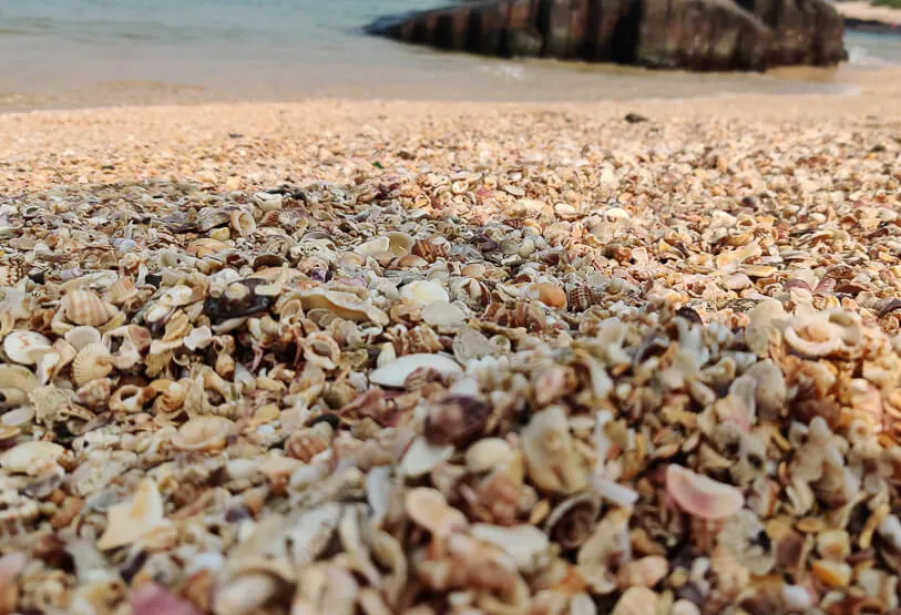 shells on the beach
