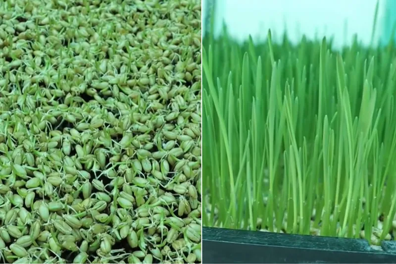 wheat sprouts and grass