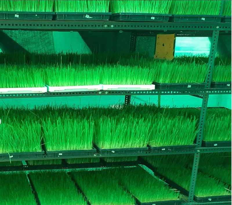seven layers of wheatgrass farming