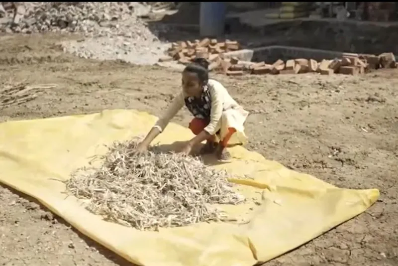 A tribal woman drying Lantana Camara