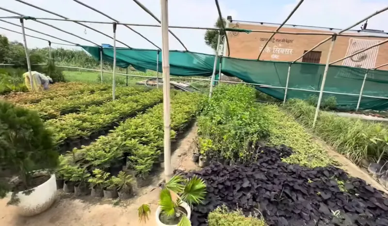 plant nursery